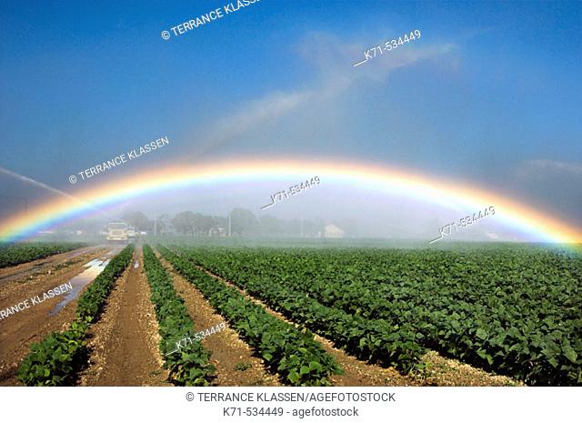 Fields of beans (lentils) under irrigation producing a rainbow near Homestead, Florida, USA