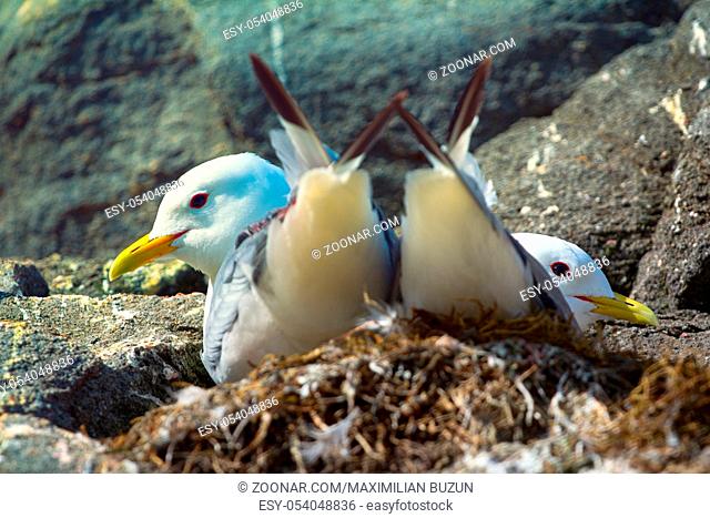 Couple of Kittiwakes gulls settled in nest. Concept of family union, ideal family, snug home; cozy home. Marital tenderness, matrimonial care
