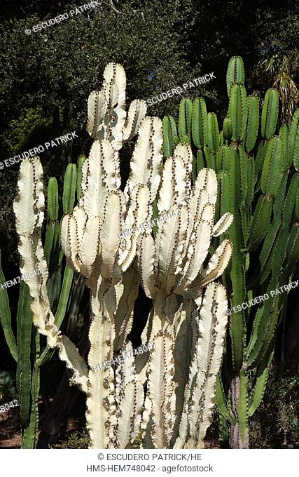 United States, California, Santa Barbara, Montecito, Ganna Walska Lotusland, the Cactus garden