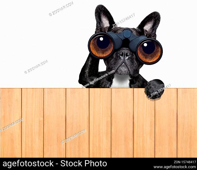 binoculars dog searching, looking and observing with care above a wood fence