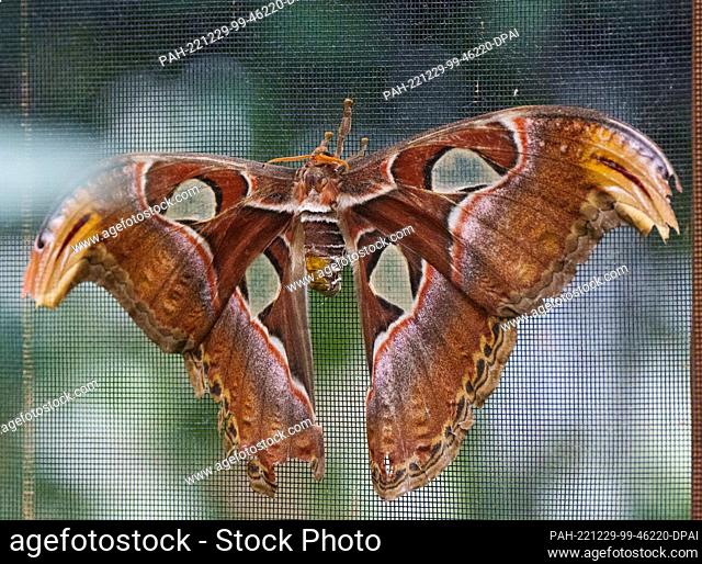 29 December 2022, Brandenburg, Potsdam: An atlas moth (Attacus atlas) sits on a grid during a press tour for the annual review of the tropical hall ""Biosphäre...