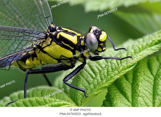Club-tailed Dragonfly (Gomphus vulgatissimus) - Biebrza National Park, Biebrzanski Park Narodowy, Podlaskie, Podlachia, Poland, Europe