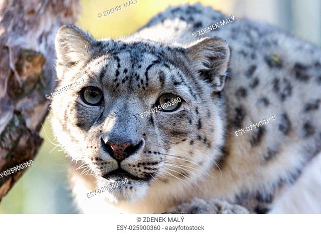 side portrait of snow leopard, Uncia uncia with shallow focus