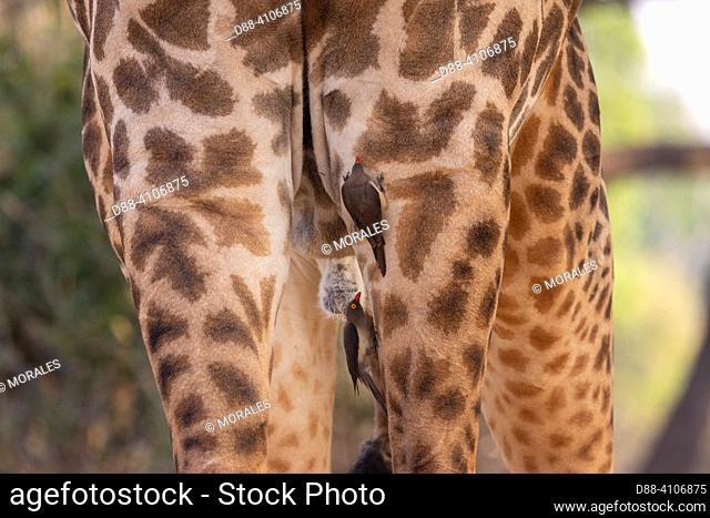 Africa, Zambia , South Luangwa National Park, Rhodesian Giraffe, also called Thornicroft's Giraffe or Zambian Giraffe (Giraffa camelopardalis thornicrofti)