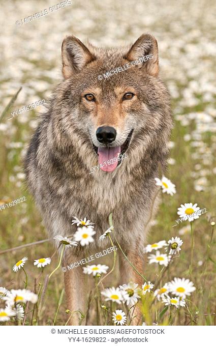 Gray wolf, Canis lupus, in a field of wildflowers, Minnesota, USA