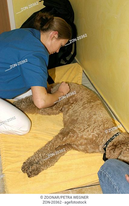 Standard Poodle getting massage / Grosspudel bekommt Massage zur Staerkung der Muskulatur / Saeugetiere, mammals, animals, Haushund, domestic dog, Haustier