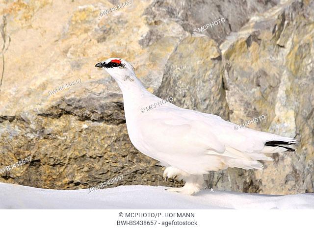 Rock ptarmigan, Snow chicken (Lagopus mutus), male sitting in snow az a rock wall, Alps