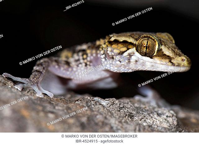 Mocquard's Madagascar Ground Gecko (Paroedura bastardi), portrait, Kirindy National Park, Madagascar