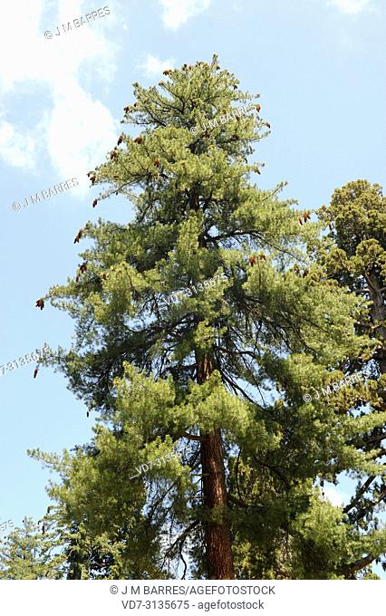 Sugar pine (Pinus lambertiana) is a coniferous tree native to western North America from Oregon to Baja California. This photo was taken in Sequoia and Kings...