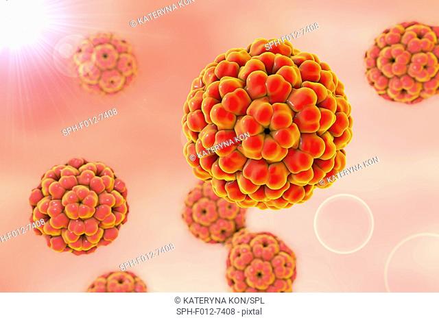 Brome mosaic virus, illustration