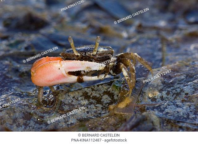 Fiddler Crab species Uca spec. - Zanzibar, Tanzania, Africa