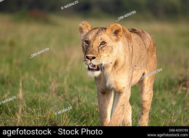 Africa, East Africa, Kenya, Masai Mara National Reserve, National Park, Lioness (Panthera leo) walking in savanna