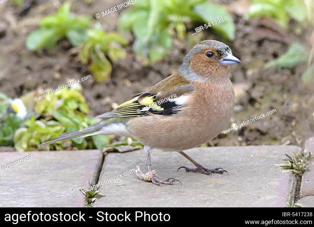 Male Common chaffinch (Fringilla coelebs) with foot deformation, foot disease, Lower Saxony, Germany, Europe