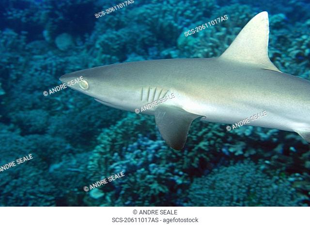 Gray reef shark, Carcharhinus amblyrhynchos, Jaboan, Rongelap, Marshall Islands, Micronesia