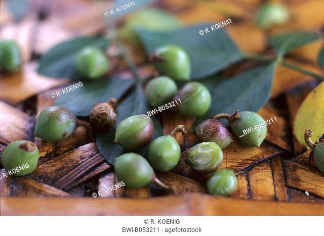 Balsam of gilead (Commiphora abyssinica), fruits