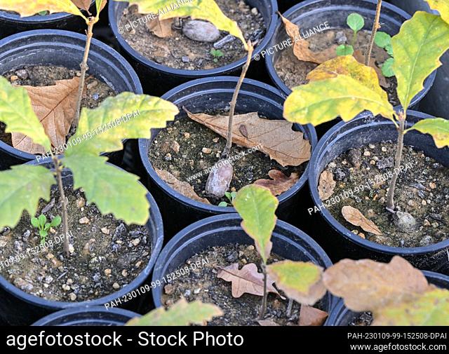 PRODUCTION - 25 November 2022, Brandenburg, Cottbus: Young Zerr oaks (Quercus cerris) grow in the Old Tree University of the historic palace nursery of the...