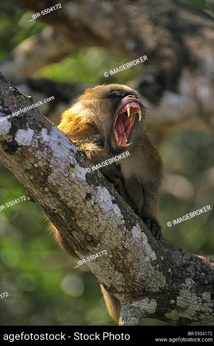 Assamese assam macaque (Macaca assamensis) adult male in tree, threat display, Mae Sai, Thailand, Asia