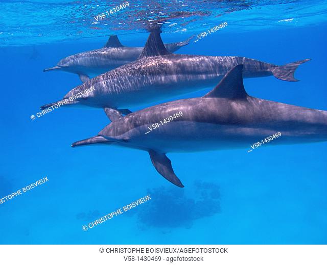 Egypt, Marsa Alam region, Red sea, Spinner dolphins