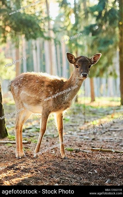 Fallow deer (Dama dama), forest, standing, looking at camera