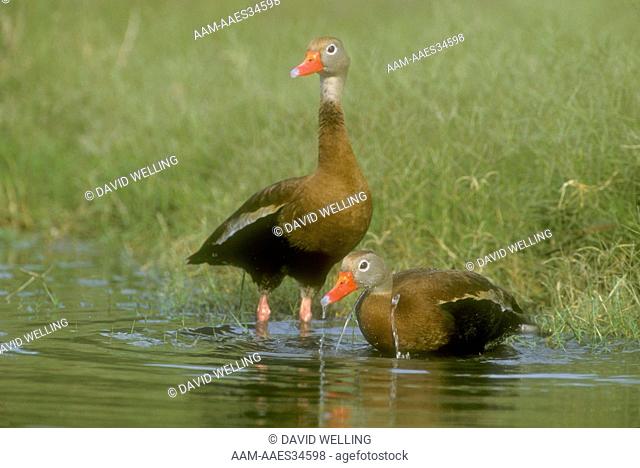 Black-bellied Whistling Ducks (Dendrocygma autumalis), Rio Grande Valley, TX, Texas