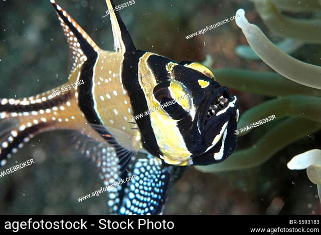 Banggai Cardinalfish (Pterapogon kauderni), Moluccan Cardinalfish, Banggai Cardinalfish, Moluccan Cardinalfish, Other animals, Fish, Perch-like, Animals