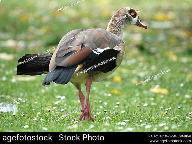 13 September 2023, Hesse, Wiesbaden: A Egyptian goose with so-called tilting wings walks across a meadow in downtown Wiesbaden