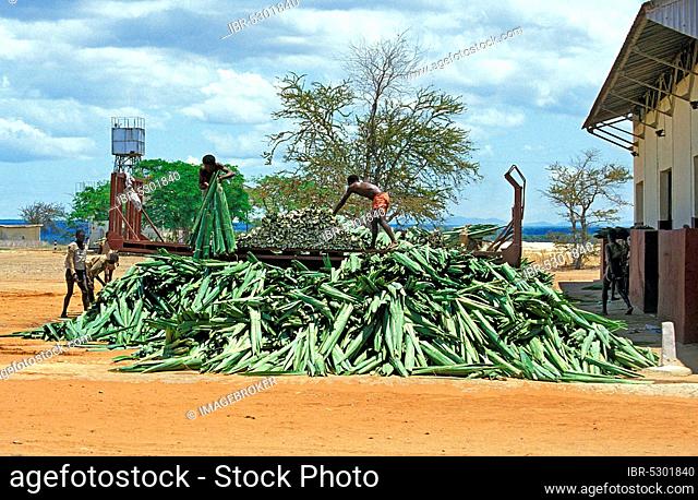Rope of the sisal (agave sisalana) plant, factory in Fort Dauphin in Madagascar