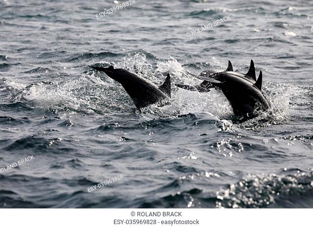 dolphins at trincomalee sri lanka in the indian ocean