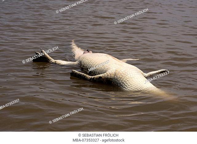 A sea crocodile, probably killed by fishermen
