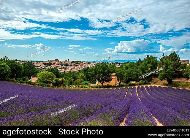 Panoramic view of lavender fields under sunny blue sky and the town of Valensole in the background. Located in the Alpes-de-Haute-Provence department