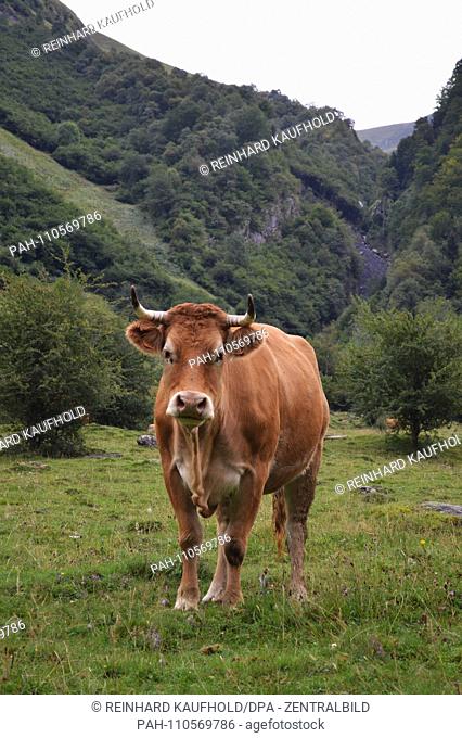 A cattle standing in a meadow near Granges d'Astau in the French Pyrenees, taken on 09.09.2018 | usage worldwide. - Luchon/Okzitanien/Frankreich