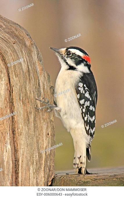 Downy Woodpecker (Picoides pubescens) male