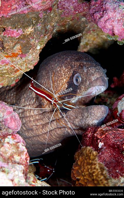 Adult masked moray (Gymnothorax breedeni) being cleaned by pacific cleaner shrimp (Lysmata amboinensis), North West Point, Christmas Island, Australia, Asia