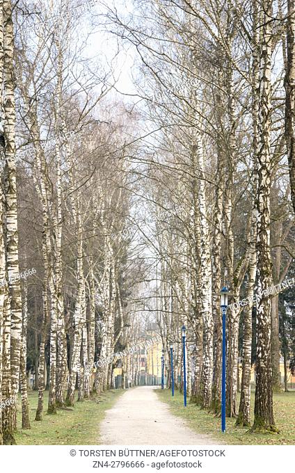 Birch Trees sourrounding a walkway in the Botanica Recreational Area in Bad Schallerbach, Austria