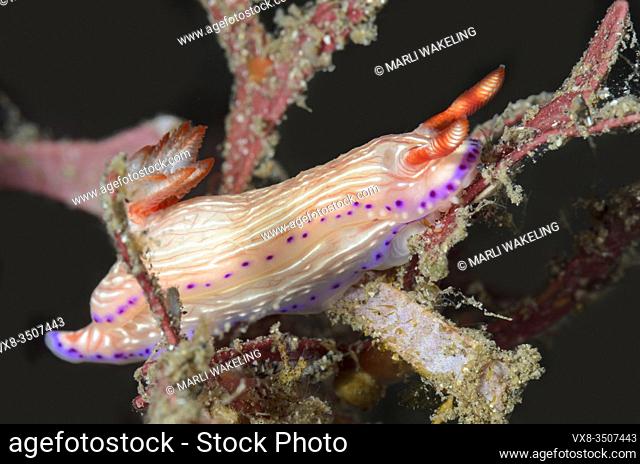 sea slug or nudibranch, Hypselodoris katherinae, Lembeh Strait, North Sulawesi, Indonesia, Pacific