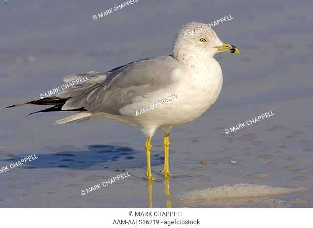 Adult Ring-billed Gull, winter plumage (Larus delawarensis) Florida, USA