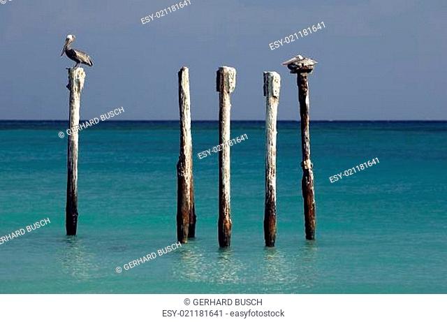 Pelikane in der Karibik