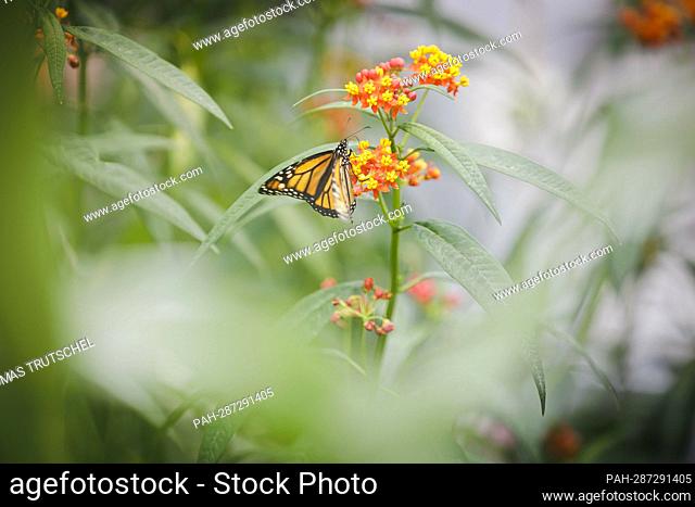 Monarch butterfly in the research greenhouse of the University of Hohenheim. The ability of insects to adapt to toxins in food plants is researched in the...