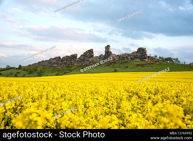 Germany, Saxony-Anhalt, Weddersleben, blooming rapeseed fields at the Teufelsmauer in the Harz Mountains