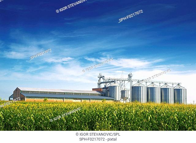 Grain silos in corn field