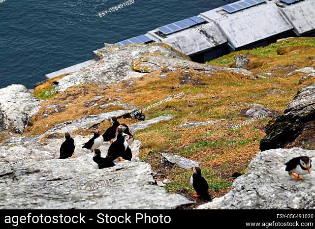 puffins at the Skellig islands. The island of Skellig Michael, also known as the Great Skellig, is home to one of Ireland's best-known