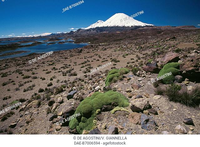 The lagoon of Cocotani with the Parinacota Volcano (6350 m) snow-capped in the background, Lauca National Park, Chile