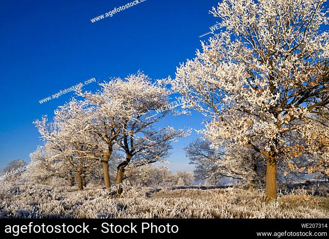 Riped trees with a blue sky in the Sallandse Heuvelrug National Park near the Dutch village Holten