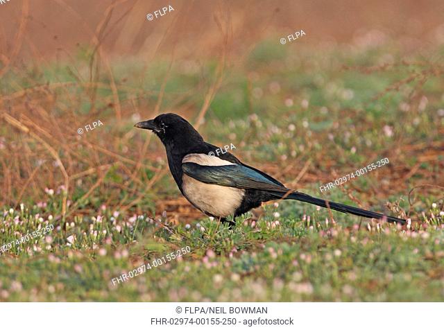 Common Magpie Pica pica sericea adult, with sooty plumage from entering chimneys, standing on ground, Beidaihe, Hebei, China, may
