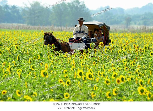 horse carriage ride through sunflower fields, sunflower fields of lopburi and saraburi, central Thailand