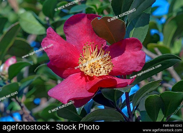 Sasangua camellia, Camellia sasangua, Single red coloured flower growing outdoor