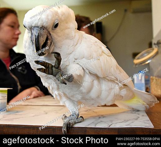 23 February 2023, Saxony, Eilenburg: In their film animal school in Eilenburg in northern Saxony, the nine-month-old white-crested cockatoo ""Caroll"" is...