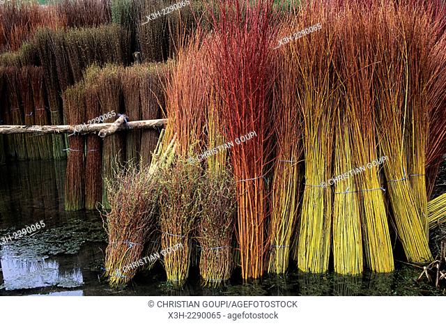 bundles of willow set in a water pond routoir to turn green again before debarking, Bussieres-les-Belmont, Haute-Marne department, Champagne-Ardenne region
