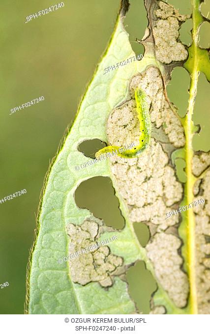 Silver y moth caterpillar (Autographa gamma) feeding on a Honeysuckle leaf (Lonicera periclymenum)
