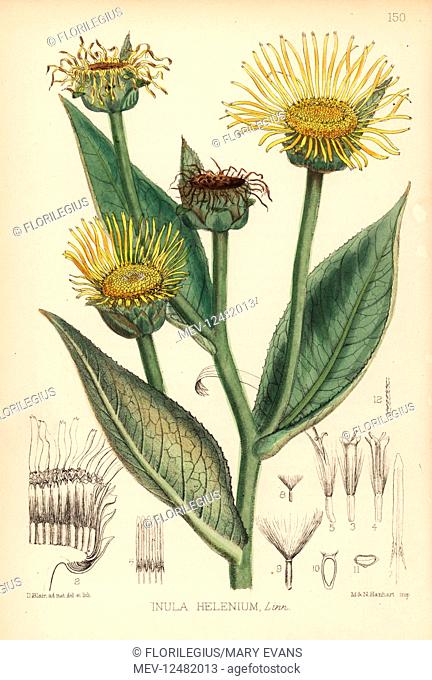 Elecampane, Inula helenium. Handcoloured lithograph by Hanhart after a botanical illustration by David Blair from Robert Bentley and Henry Trimen's Medicinal...